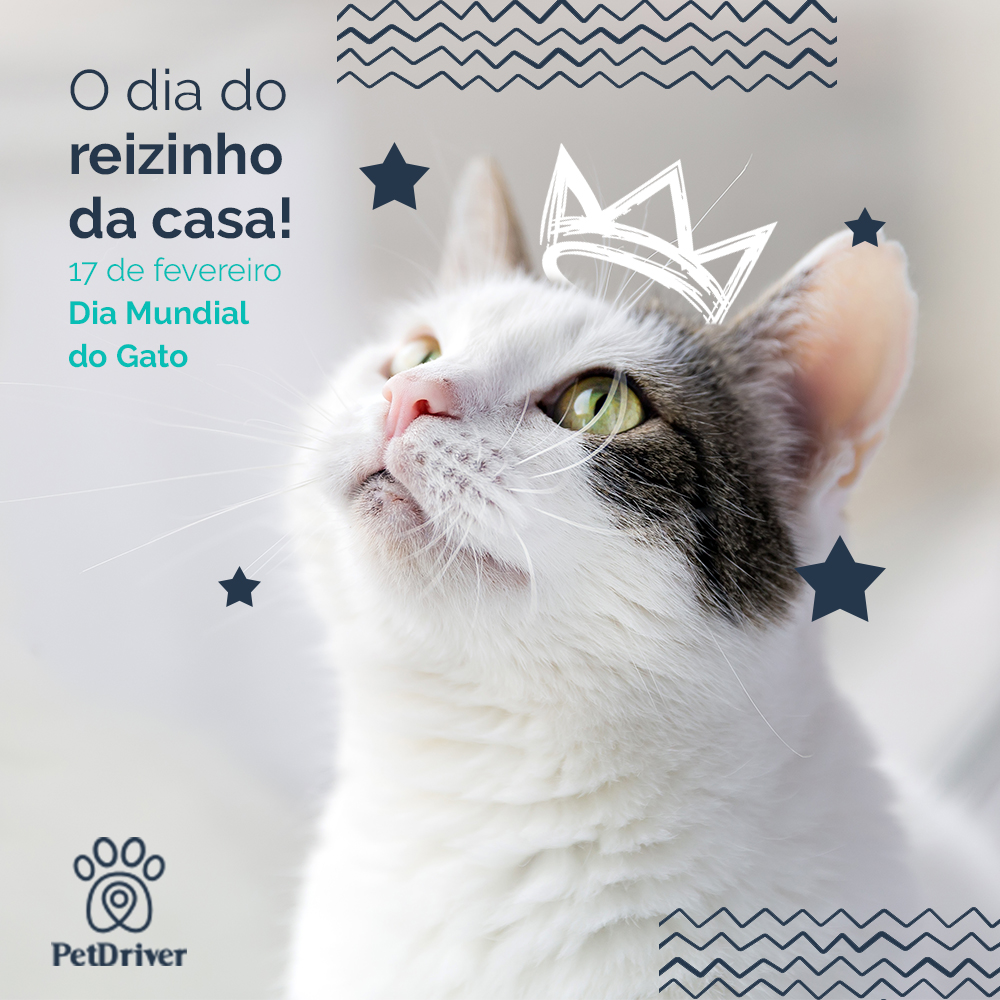 Dia Mundial do Gato: PetCenso destaca nomes inspirados em