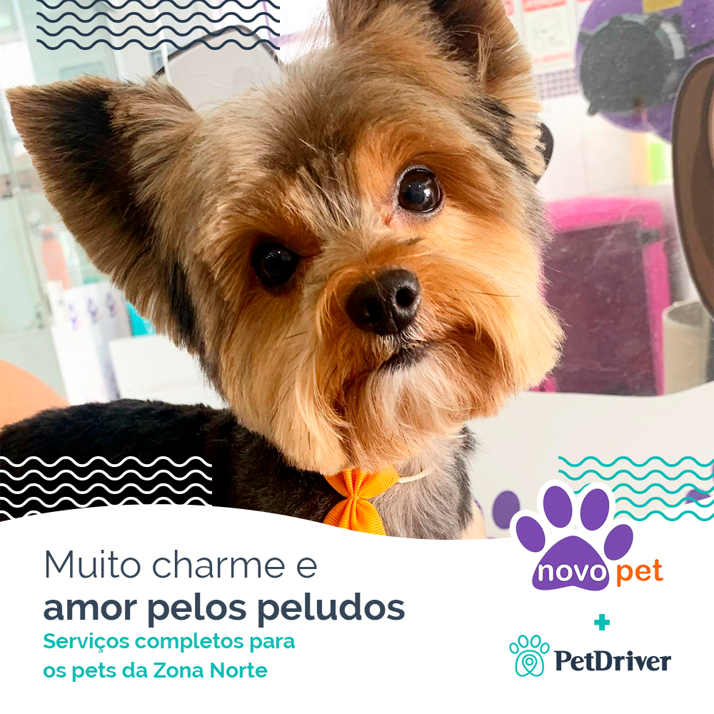 Pet Shop na Zona Norte: confira os melhores lugares